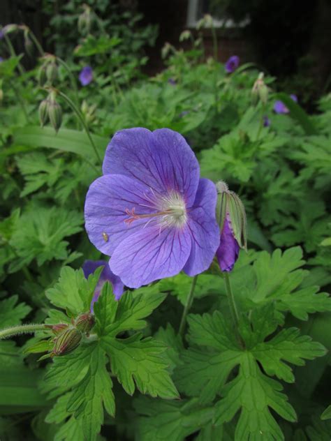 Woke Up Got Out Of Bed Johnsons Blue Cranesbill Geranium