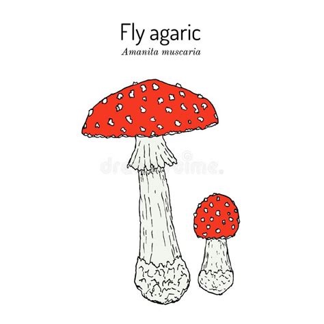 Amanita Muscaria Botanical Stock Illustrations 525 Amanita Muscaria