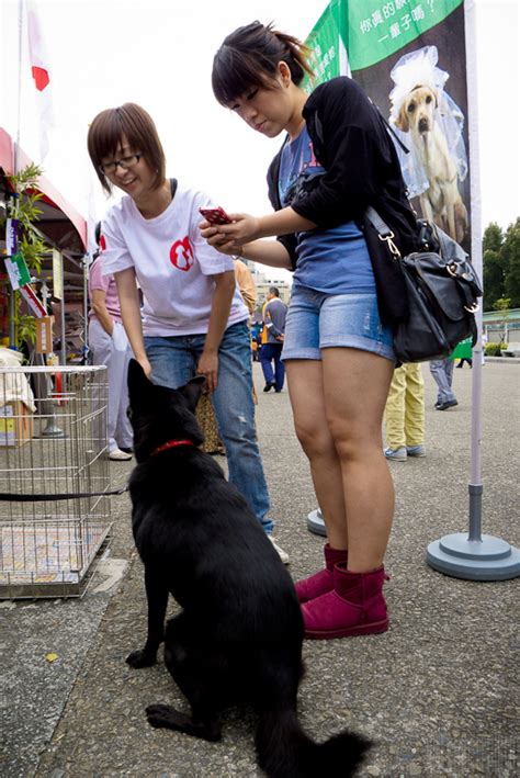 ※黑金的家※請疼惜這些無辜的小生命，以認養代替購買！ 狗狗 國父紀念館流浪動物送養會、四四南村（panasonic Dmc Lx5）