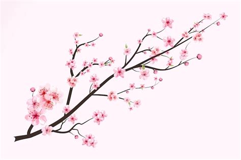 Fleur De Cerisier Avec Fleur De Sakura En Fleurs à L aquarelle Vecteur