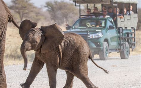 Mushara Bush Camp Etosha National Park Lodges Mushara Collection