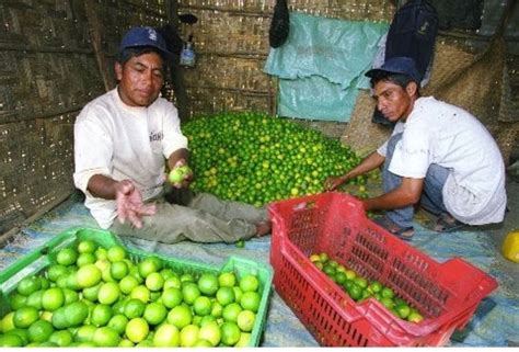 Minagri M S De Toneladas De Lim N Ingresaron A Mercado Santa Anita