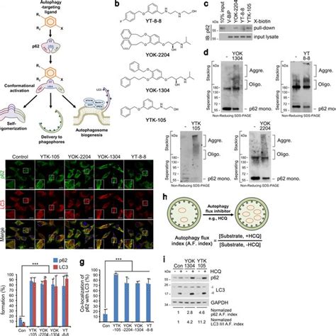 PDF The AUTOTAC Chemical Biology Platform For Targeted Protein