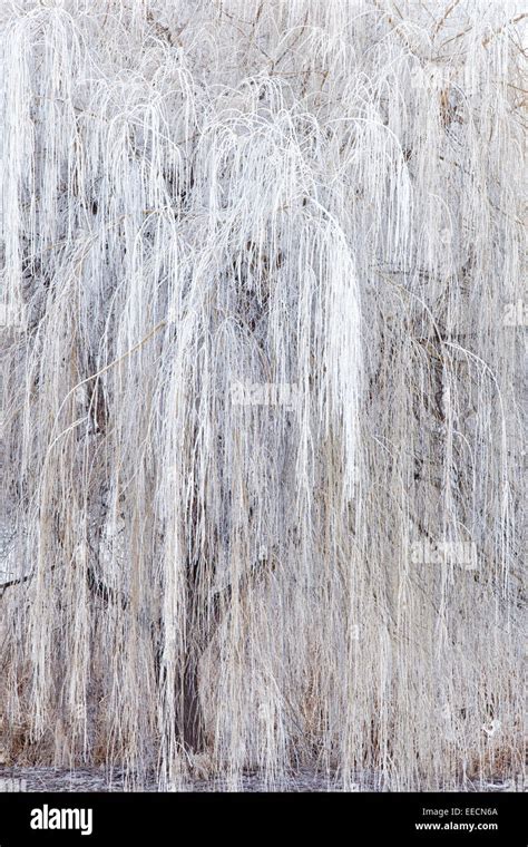 Hoar Frost On Willow Tree Stock Photo Alamy