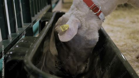 Video „portrait Of Sheep Eating Compound Feed From Feedlot At