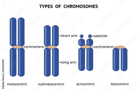 Types Of Chromosomes Based On Position Of Centromere Metacentric Submetacentric Acrocentric