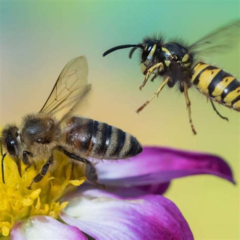 Diferencia Entre Avispa Y Abeja ¿cuál Pica Y Cuál Muerde Así Lo