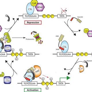 Overview Of Previously Determined CSL Structures Ribbon Diagrams For