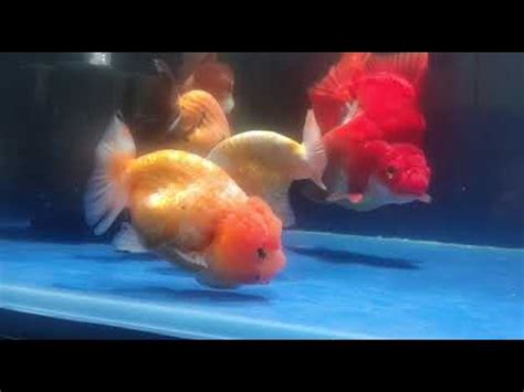 Ranchu Gold Fish Ryukin Gold Fish Lionhead Goldfish Youtube