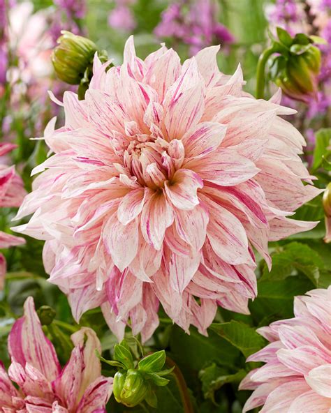 Dahlia Café Au Lait Twist Tubers — Buy Online At Farmer Gracy Uk