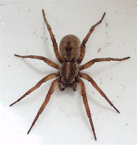 Giant Wolf Spider | Oklahoma Shooters