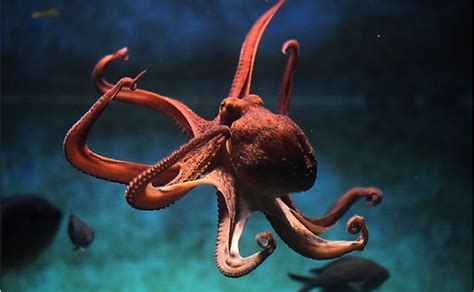 What Are The Differences Between Octopus And Squid Worldatlas