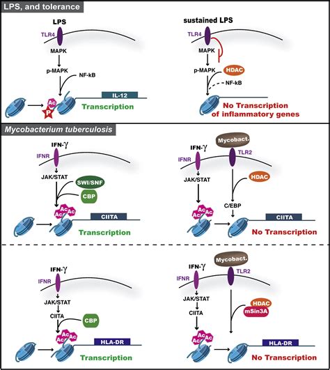 Histone Modifications And Chromatin Remodeling During Bacterial