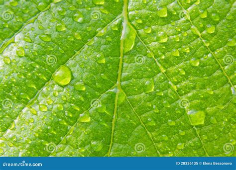 Hoja Verde Con Descensos Del Agua Imagen De Archivo Imagen De Agua