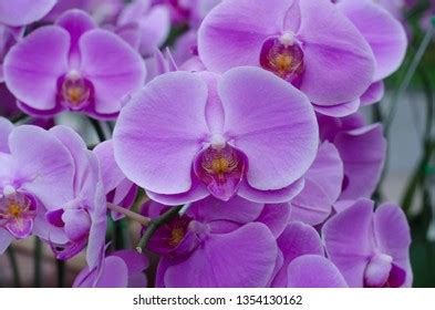 Pink Phalaenopsis Moth Dendrobium Orchid Flower Stock Photo