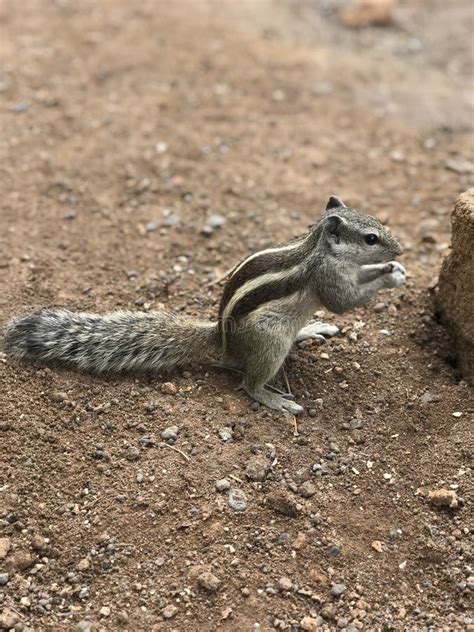 Squirrel eating peanuts stock photo. Image of running - 201901114