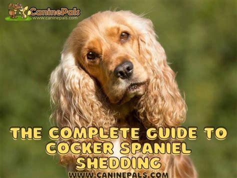 Do Cocker Spaniels Shed Tips On Dealing With Shedding Canine Pals