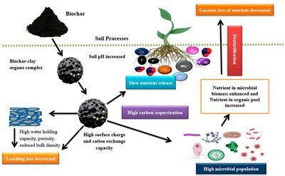 Frontiers Biochar Soil Plant Interactions A Cross Talk For