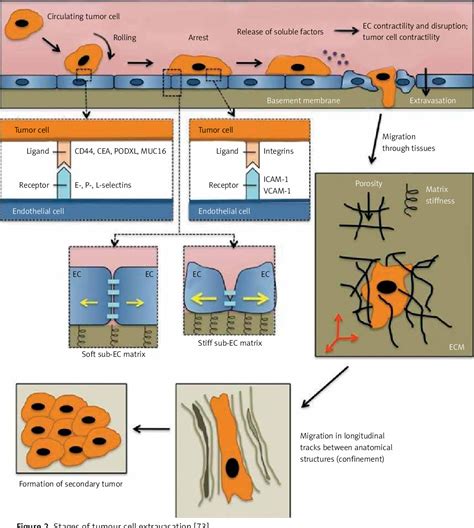 Figure From The Role Of Matrix Metalloproteinases In Cancer