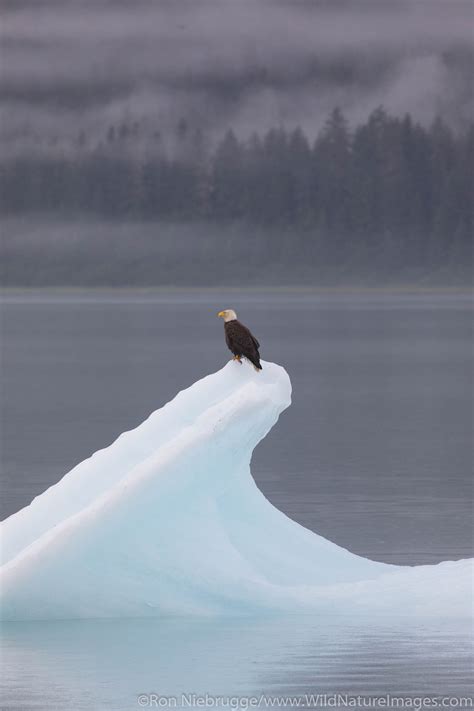 Bald Eagle Tongass National Forest Alaska Photos By Ron Niebrugge