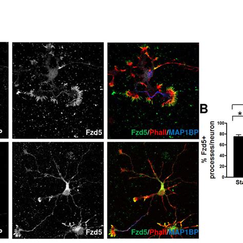 Fzd Polarizes Towards The Axon A Immunodetection Of Fzd In Neurons