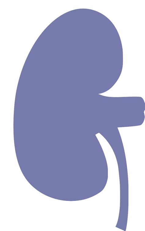 Svg Organe Anatomie La Biologie En Pensant Image Et Ic Ne Svg