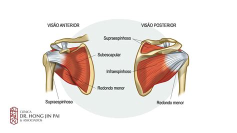 Anatomia Do Ombro