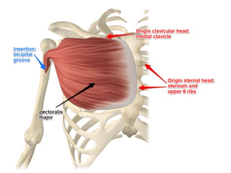 Muscle/ Origin & Insertion Flashcards | Quizlet