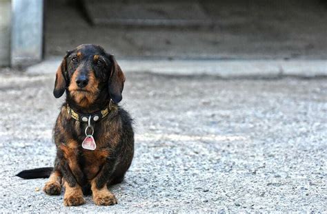 Dapple Dachshund Breed Information - 15 Things You Should Know | Your Dog Advisor