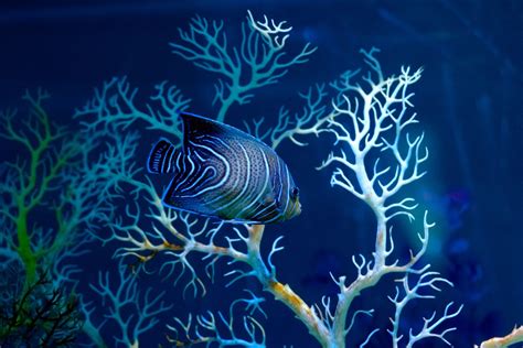 Exotic Fish in Aquarium · Free Stock Photo