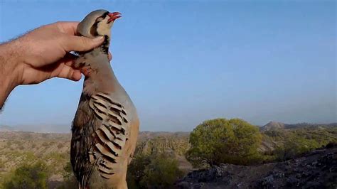 Keklik Avı Kıbrıs Partridge Hunting Cyprus 2017 1 Youtube