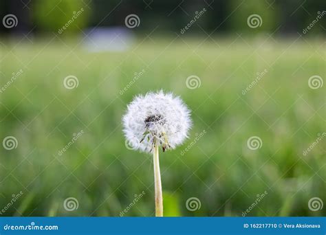 White Fluffy Dandelion Flower On Greenery Background Stock Photo