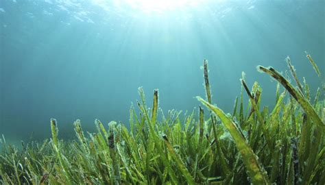 What Organisms Eat Seaweed Sciencing