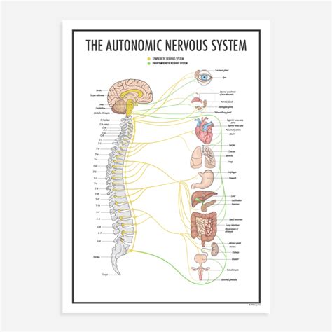 The Autonomic Nervous System Chiropractic Poster By Kirografiks