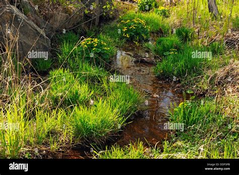 Marsh Marigolds And Small Creek Ontario Canada Stock Photo Alamy