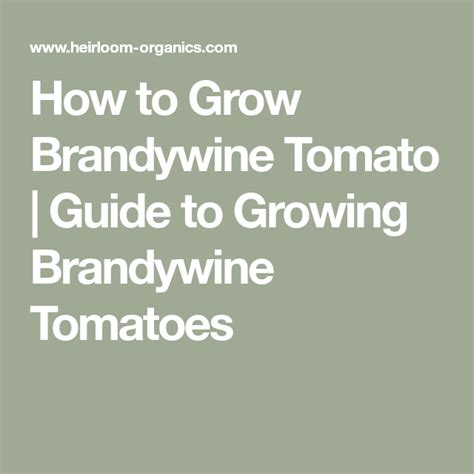 How To Grow Brandywine Tomato Guide To Growing Brandywine Tomatoes