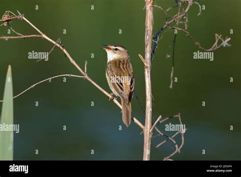 Sedge Warbler Acrocephalus Schoenobaenus Singing Whilst Perched In