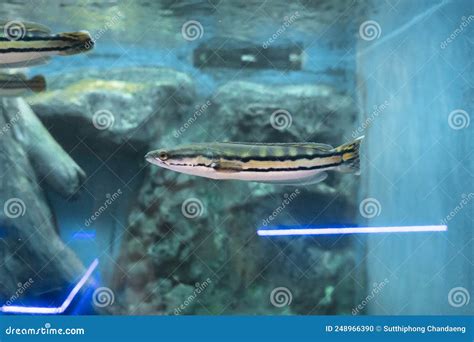 Channa Micropeltes in Aquarium. Stock Photo - Image of fish, learning ...