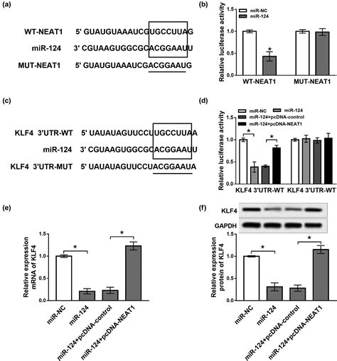 Long Non Coding Rna Neat1 Mediates Mptpmpp Induced Apoptosis Via