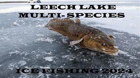 Leech Lake Multi Species Ice Fishing February Youtube