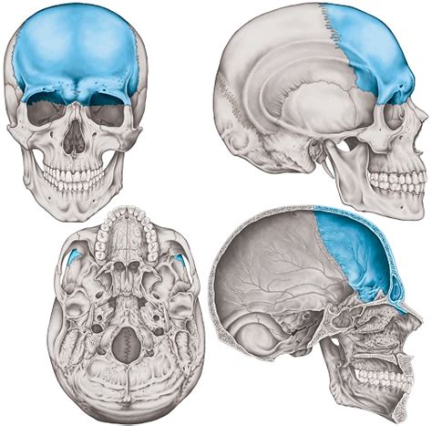 Frontal Bone - The Definitive Guide
