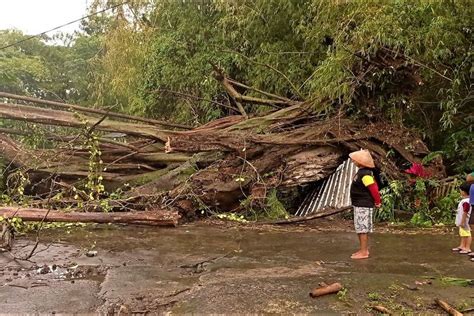 Hujan Es Dan Angin Kencang Tumbangkan Pohon Berusia Ratusan Tahun Di