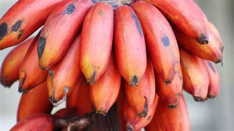 Red Banana Is More Nutritious Than Yellow Banana Reduces The Risk Of 5