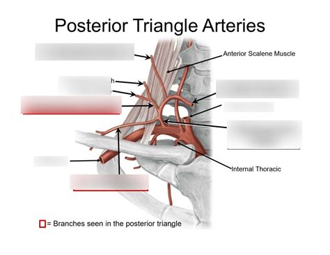 Posterior Triangle Arteries Diagram Quizlet The Best Porn Website