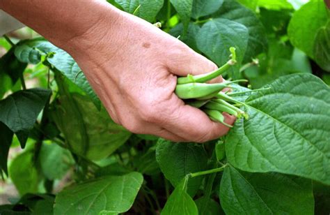 10 légumes faciles à cultiver en pot sur un balcon Astuces sos