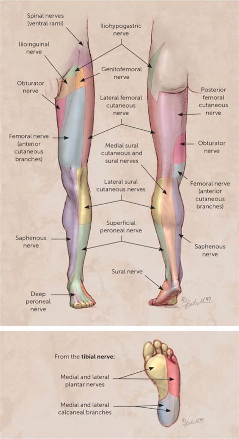 Femoral Nerve Block Dermatome Dermatomes Chart And Map