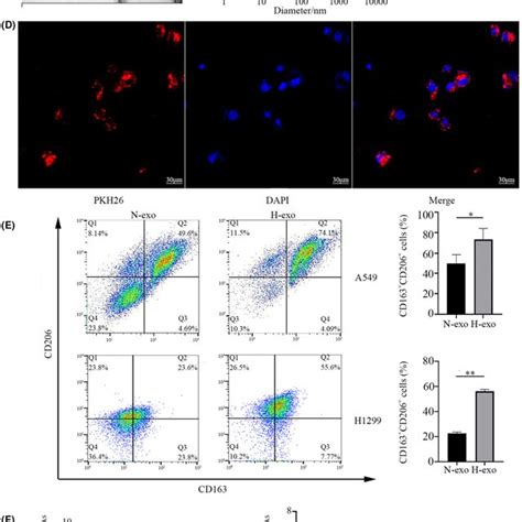 Exosomes Secreted From Hypoxic Lung Adenocarcinoma Cells Increase M2