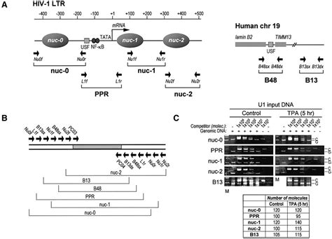 Regulation Of Hiv‐1 Gene Expression By Histone Acetylation And Factor