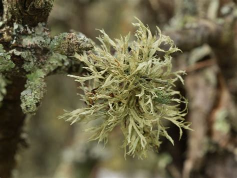 Branched Fruticose Lichens Ohio Moss And Lichen Association