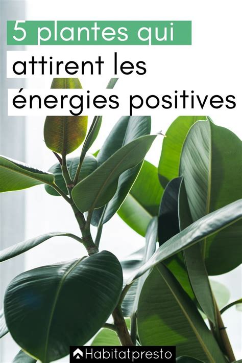 8 plantes Feng Shui qui attirent les énergies positives Plante porte